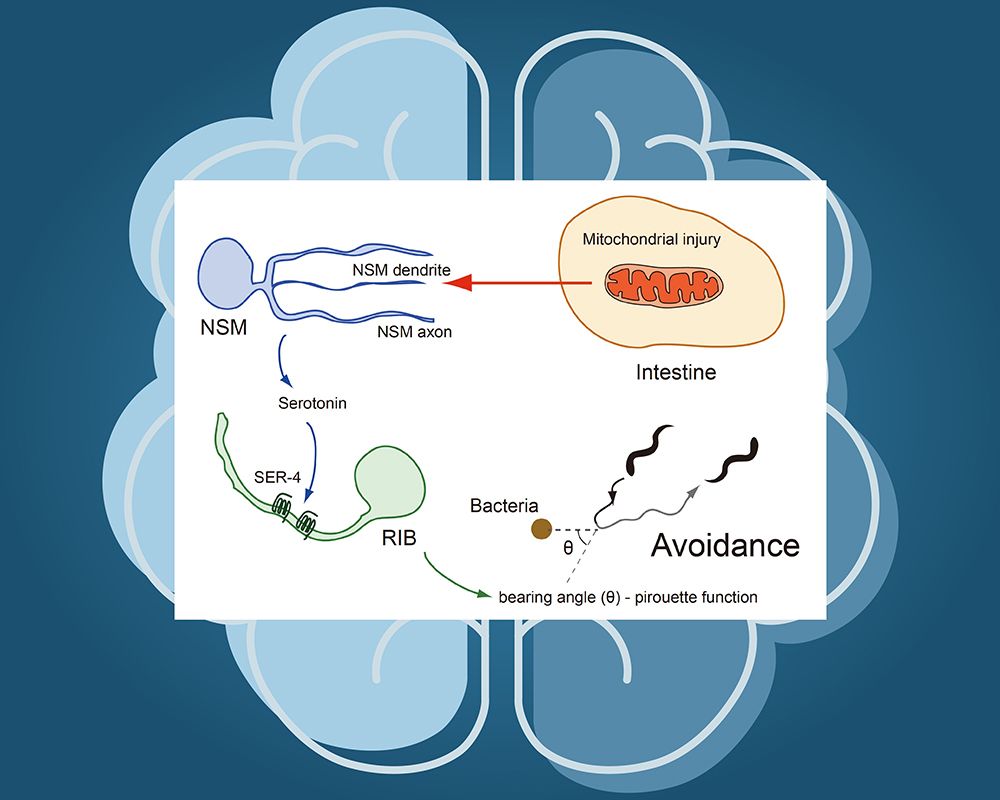 Prof. Chun-Liang Pan & His Team Discover Mechanisms of Memory and Learning under Cellular Stress-封面圖