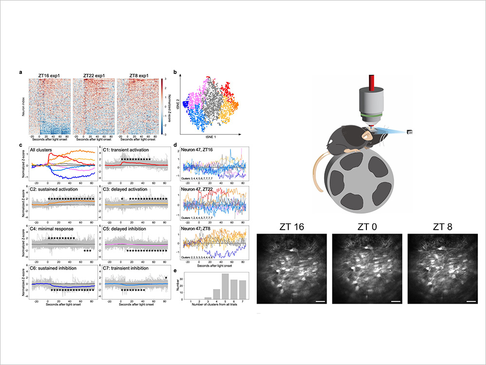 Interdisciplinary Collaboration Between Life Sciences and Engineering Unveils New Mechanism of Circadian Clock Regulation-封面圖
