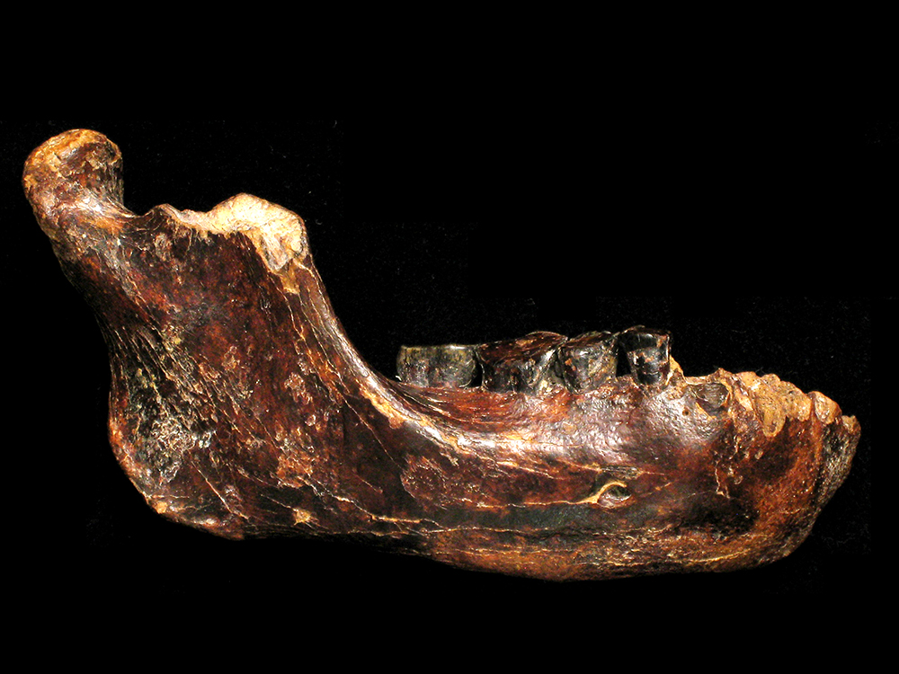 Study of a male Denisovan from Taiwan published in Science-封面圖