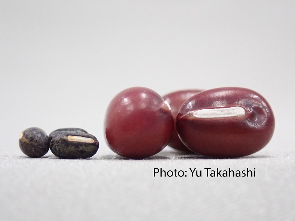 Collaborative study between NTU and Japan uncovers the origin of Adzuki Beans and agriculture in Japan-封面圖