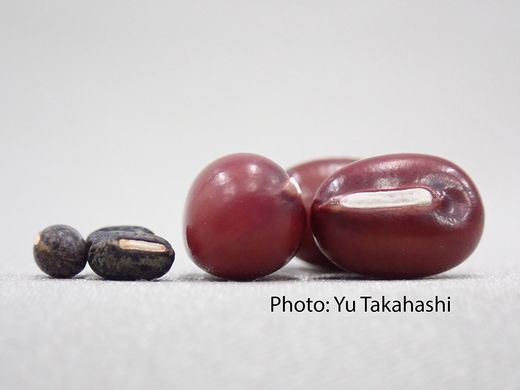 Image: Collaborative study between NTU and Japan uncovers the origin of Adzuki Beans and agriculture in Japan