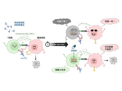 免疫細胞為何會「累垮」？臺大團隊找到關鍵因子 為免疫療法開新路圖