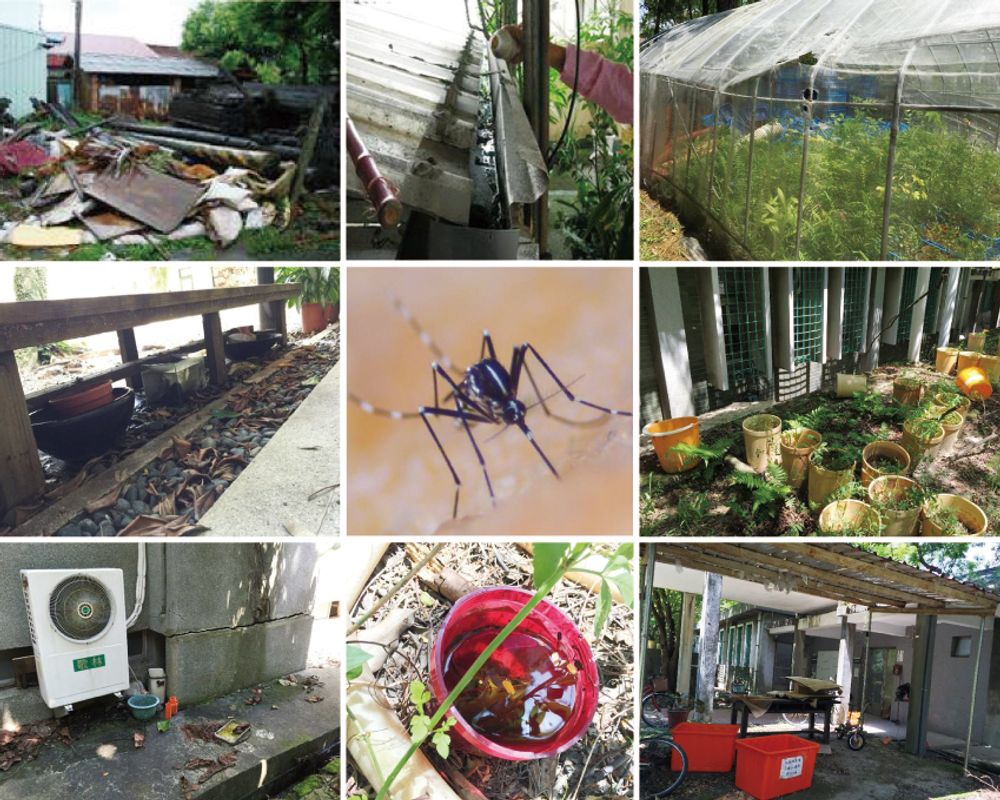 全校師生總動員登革熱病媒蚊孳生防治-封面圖