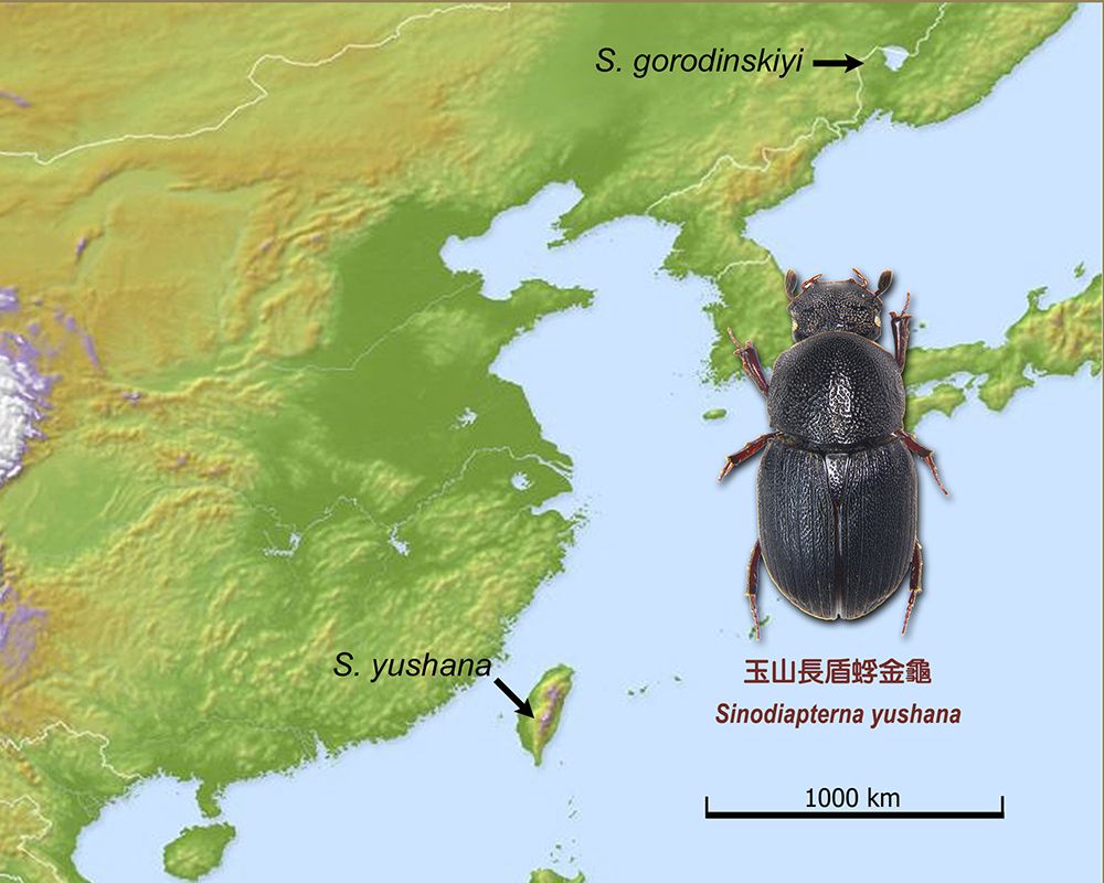 以玉山為名 本校實驗林發現世界新種金龜子-封面圖