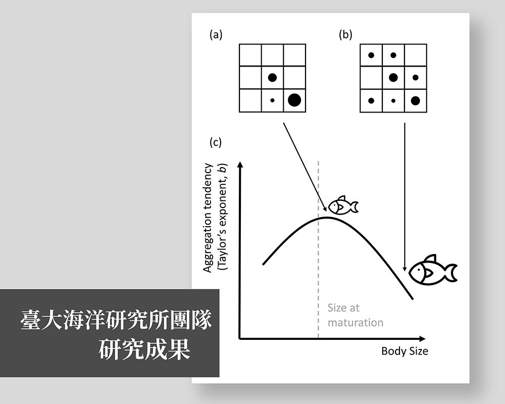 魚群體型大小與空間聚集潛能之關係為駝峰分佈-封面圖