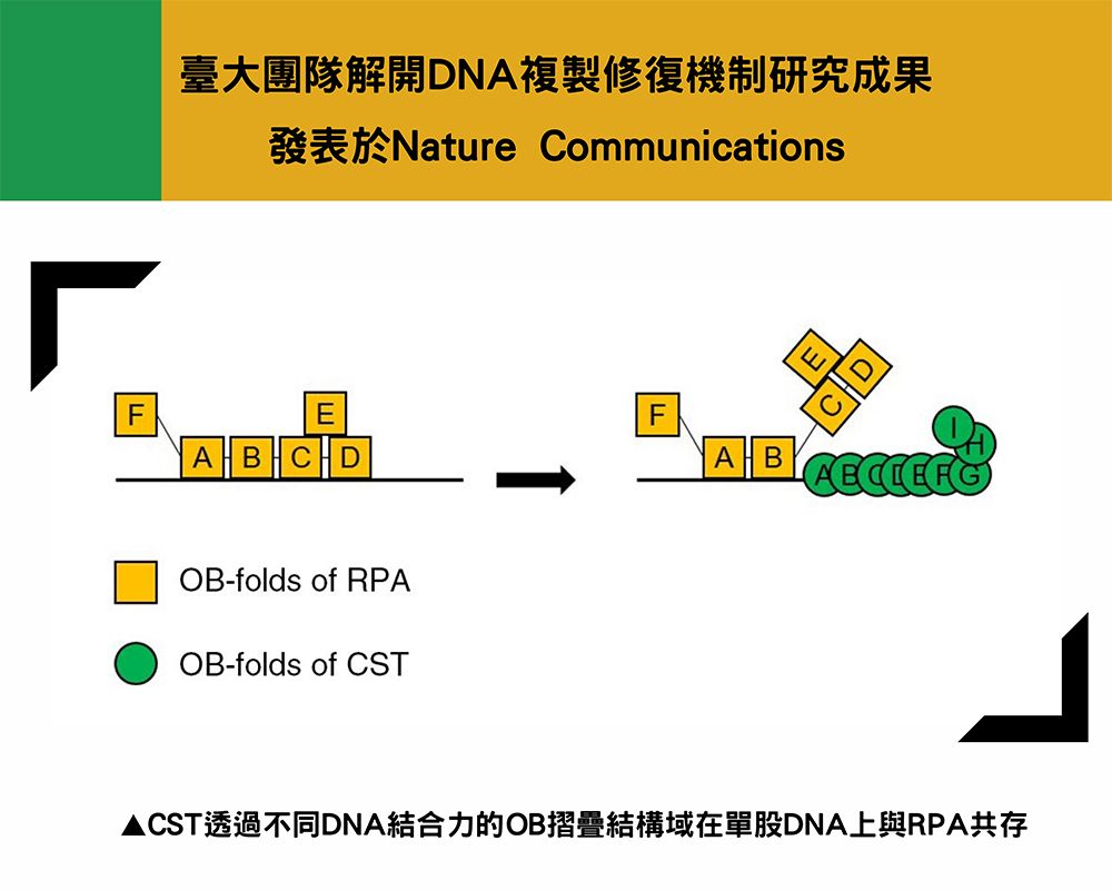 臺大團隊解開DNA複製修復機制研究成果發表於Nature Communications-封面圖