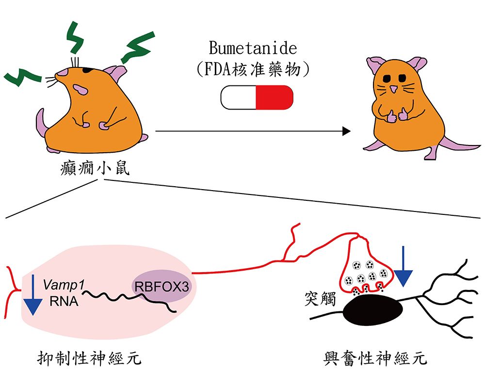 腦與心智科學研究所黃憲松研究團隊發現癲癇的新致病機轉 榮登PNAS-封面圖