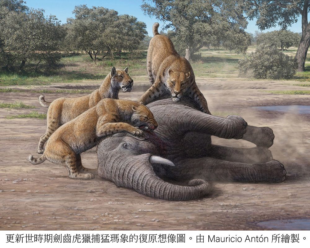 從臺北帝大的研究進一步發現臺灣曾有劍齒虎-封面圖