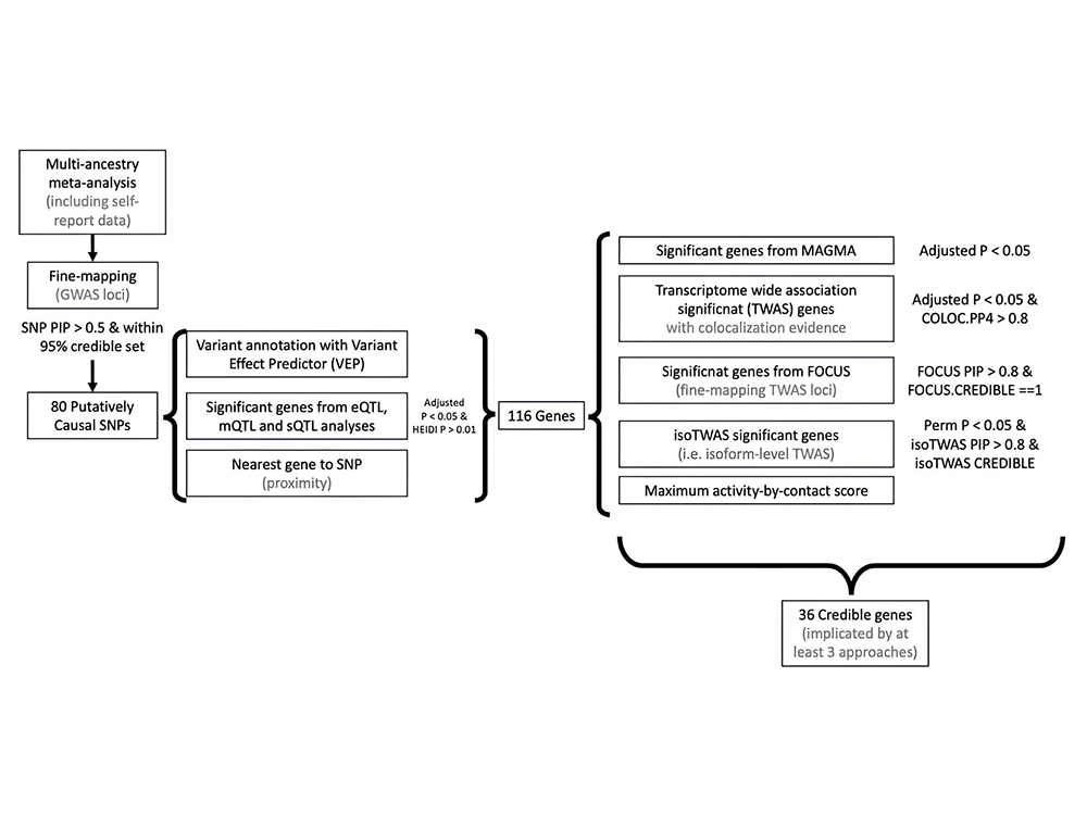 公衛系教授郭柏秀與國際研究團隊之研究成果獲登Nature：全球之跨族群研究識別雙極性情感疾患的影響基因-封面圖