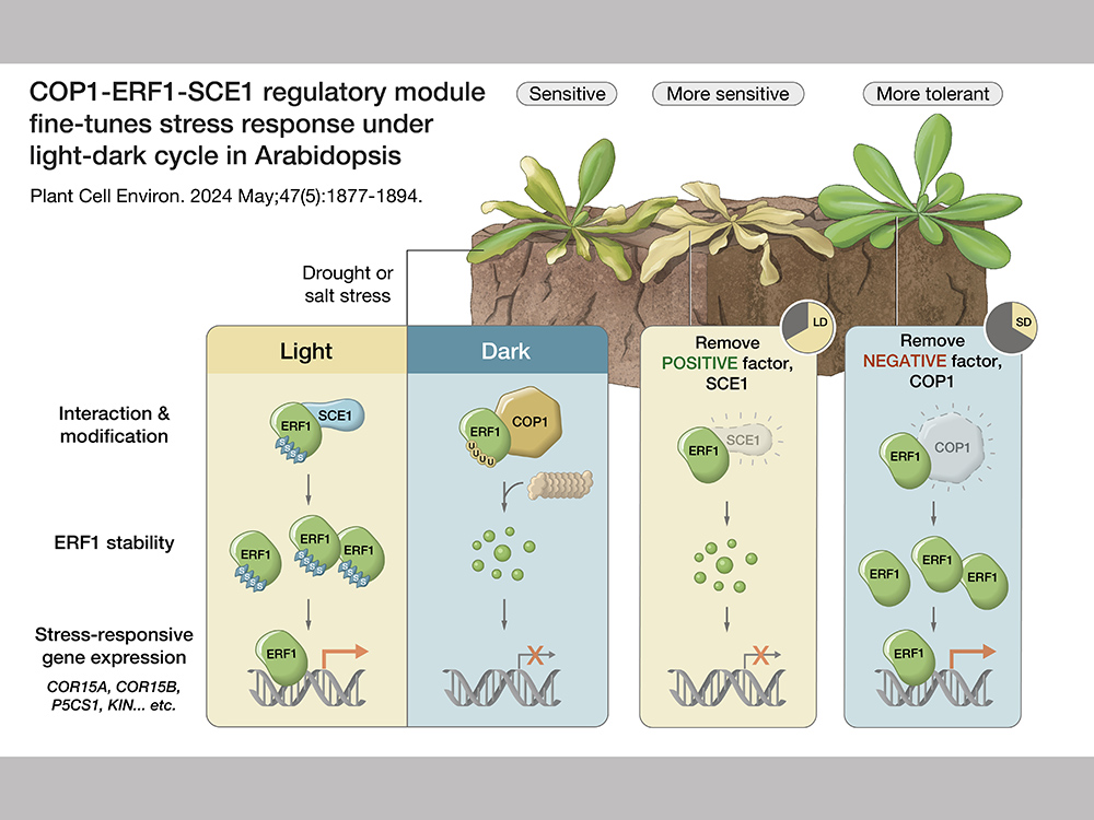 臺大特色研究系列報導—生科院生化科技系助理教授鄭梅君探討光照如何調節植物的逆境反應-封面圖