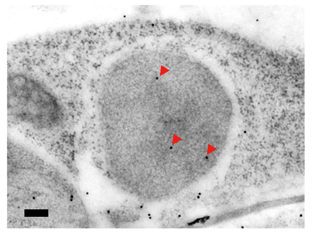 臺大研究成果系列報導 – 生農學院 頑抗的植物與聰明的病毒之間的攻防策略-封面圖