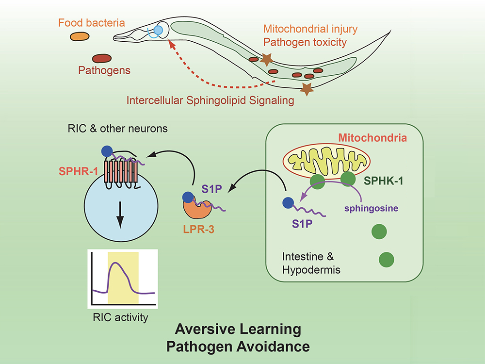 心知「肚」明？腸道訊號引導神經系統產生記憶的新發現-封面圖