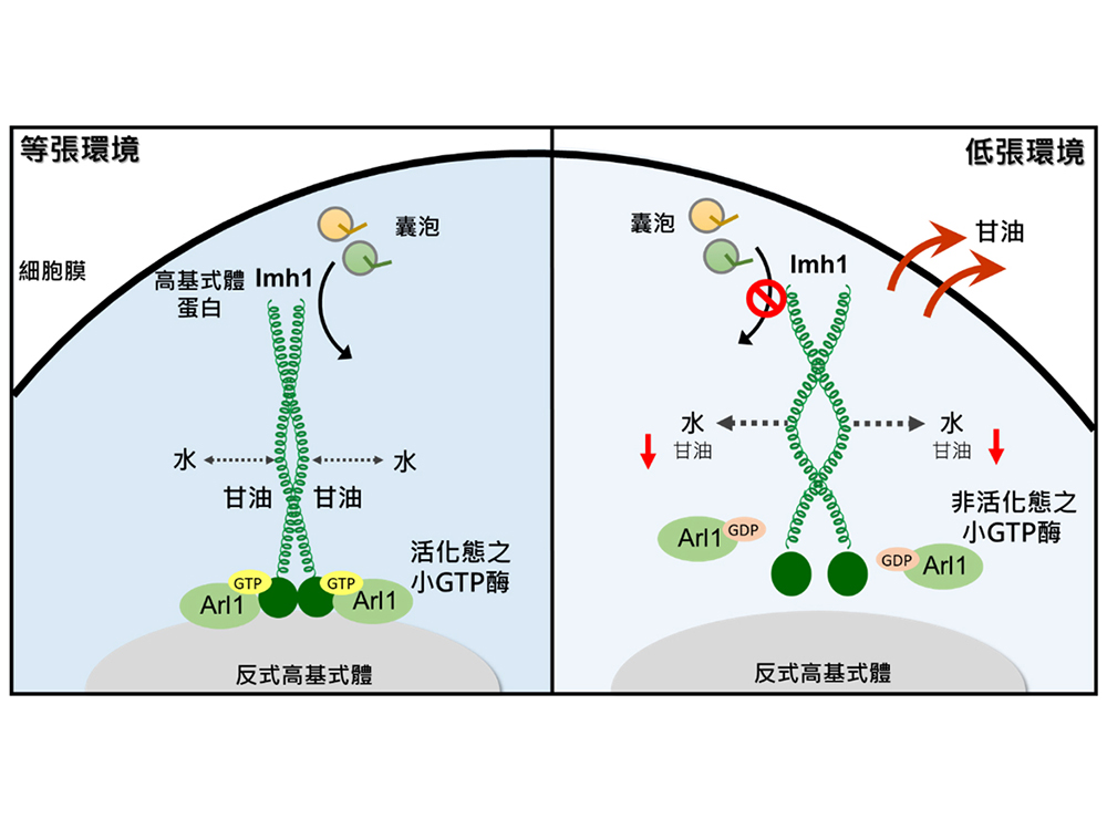 細胞代謝與囊泡運輸調控的嶄新發現 甘油調控高基氏體蛋白定位與功能-封面圖