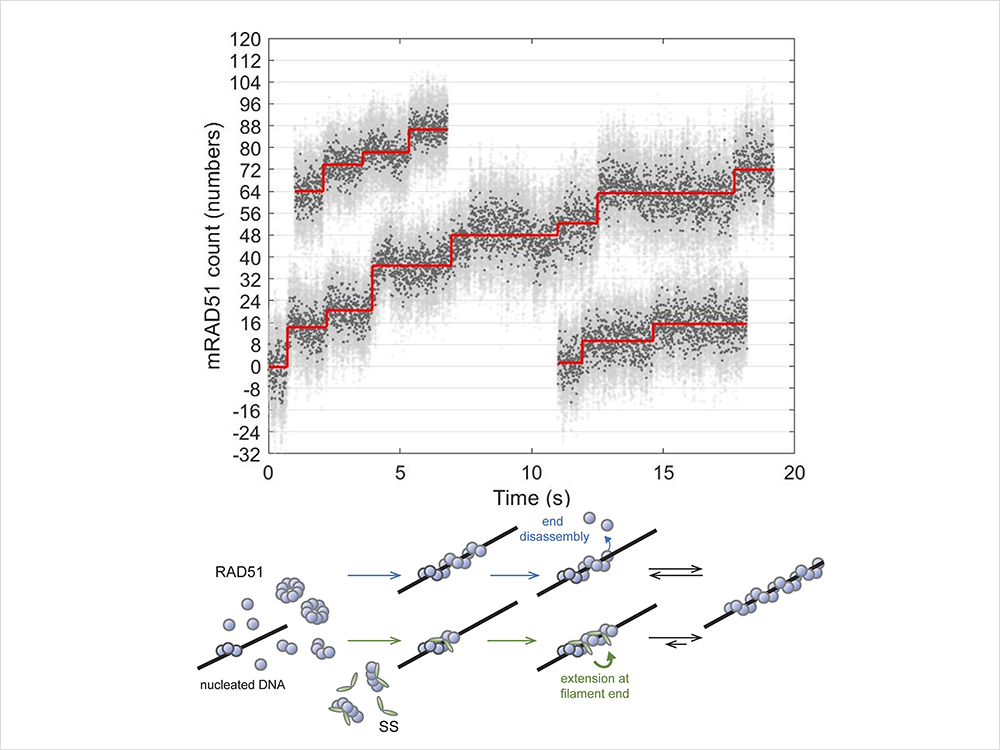 解析DNA修復機制：單分子研究揭示輔助蛋白如何調控RAD51絲狀體的組裝-封面圖