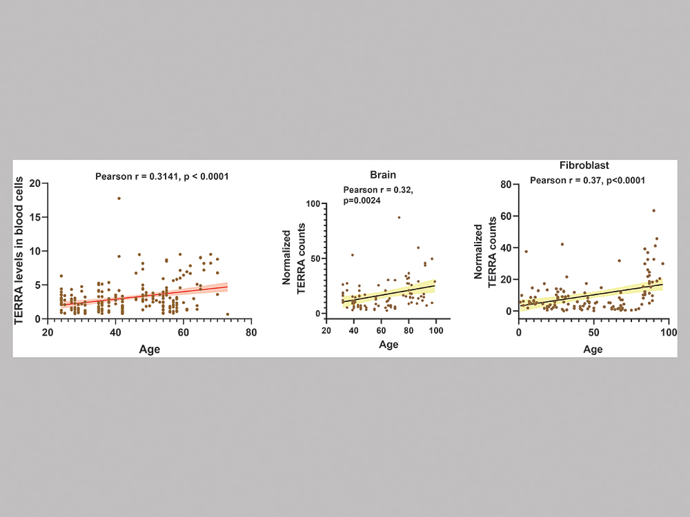 臺大研究團隊解開人類老化關鍵因子—端粒RNA (TERRA)之謎-封面圖