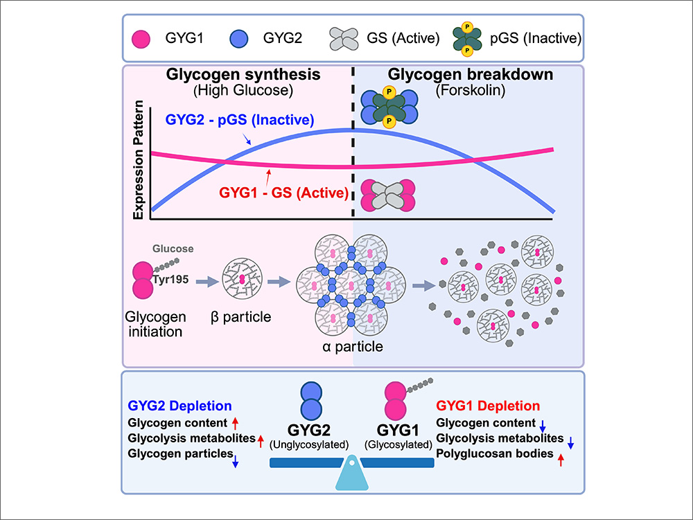 臺大團隊揭示人類肝醣核心蛋白功能差異 助攻罕病治療新契機-封面圖