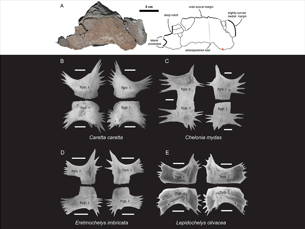臺灣第一件海龜化石：全球極為稀有的更新世赤蠵龜-封面圖