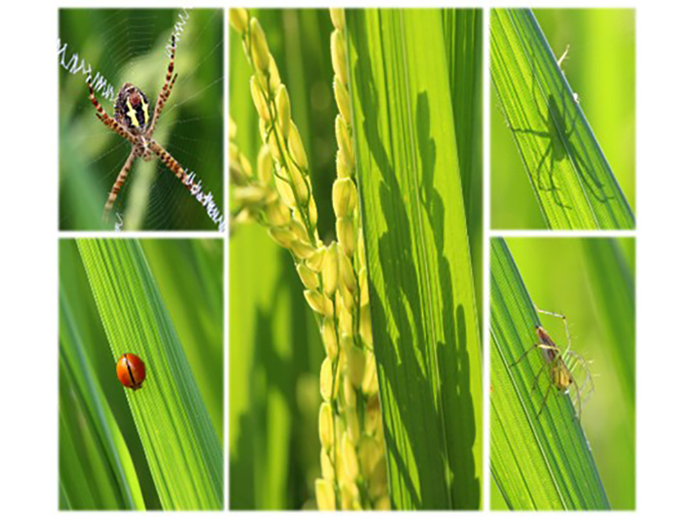 通才亦專才？臺大研究揭示廣食性天敵守護農田的關鍵角色-封面圖