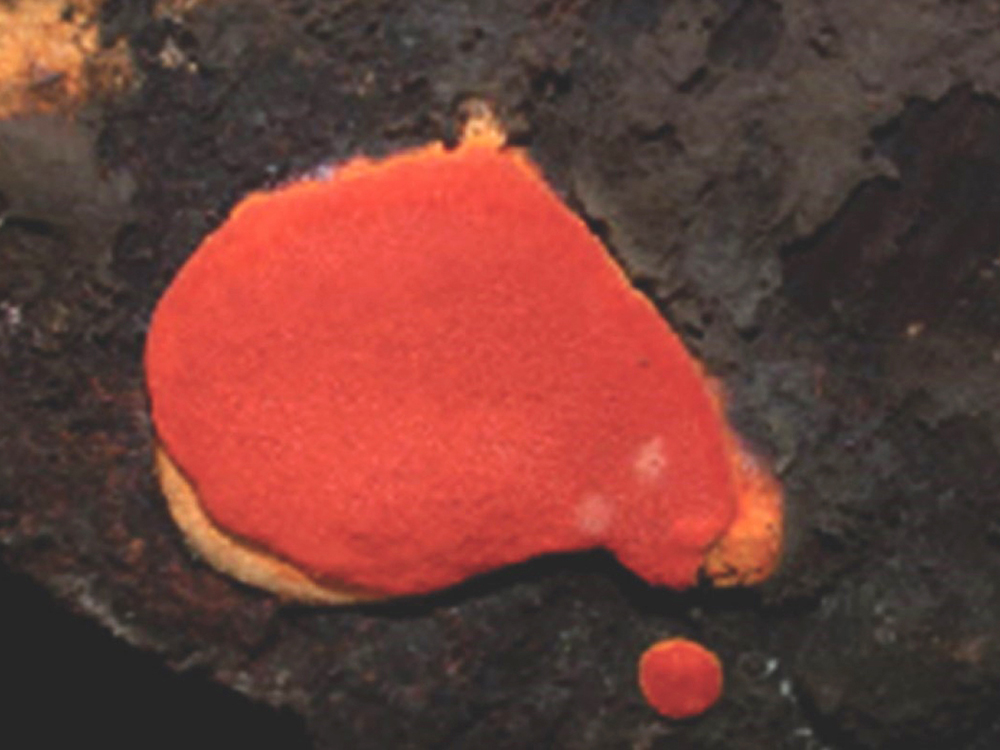 牛樟芝對抗癌治療有所助益？　臺大跨校研究團隊的新發現-封面圖