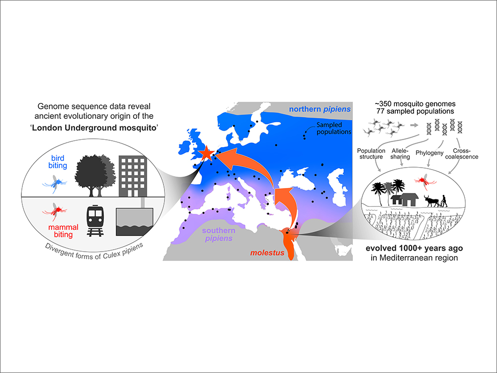 本校環職所師生參與國際團隊發表地下家蚊演化、起源與西尼羅病毒防治新視野  榮登<em>Science</em>期刊-封面圖